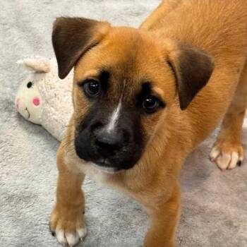 Arthur -  Mixed Breed Dog for Adoption - Arthur | PetCurious