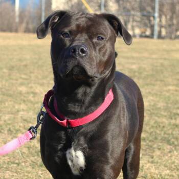 Pit Bull Terrier Dogs Available for Adoption - Miss Kokomo | PetCurious