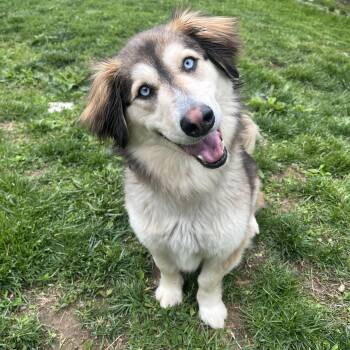 Husky Dogs Available for Adoption in Monroe, Ohio - Wrenley | PetCurious