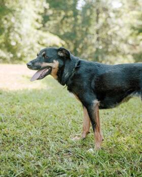 Bubbles -  Greater Swiss Mountain Dog and Labrador Retriever Dog for Adoption in Attalla, Alabama - Bubbles | PetCurious