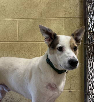 Rescue Terrier Dogs for Adoption in Crossville, Tennessee - JACK | PetCurious