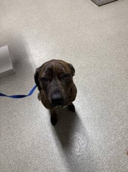 Medusa -  Cane Corso Dog for Adoption in Pequot Lakes, Minnesota - Medusa | PetCurious