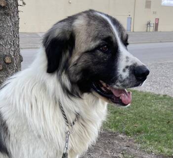 Liam -  Great Pyrenees Dog for Adoption in Claresholm, Alberta - Liam | PetCurious