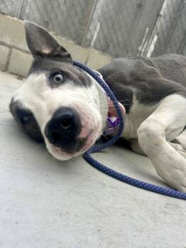 Tweedy -  Pit Bull Terrier Dog for Adoption - Tweedy | PetCurious
