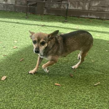 Ellie 5605 -  Chihuahua and Mixed Breed Dog Available for Adoption in Loxahatchee Groves, Florida - Ellie 5605 | PetCurious