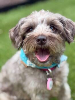 Heidi-WARNING-Do not view profile unless you are prepared to fal -  Schnauzer and Poodle Dog for Adoption in Houston, Texas - Heidi-WARNING-Do Not View Profile Unless You Are Prepared To Fal | PetCurious