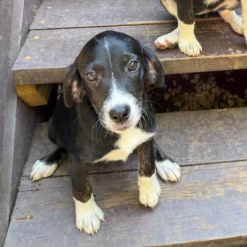 Beach Pup: Flip Flop -  Labrador Retriever and Mixed Breed Dog for Adoption in Falls Church, Virginia - Beach Pup: Flip Flop | PetCurious