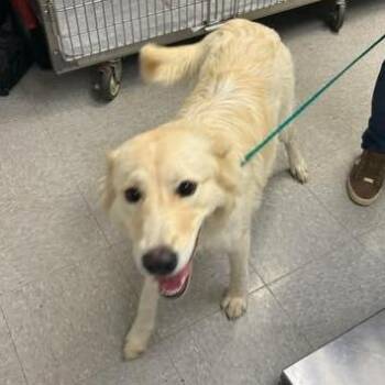 Sadie 26-10-155 -  Great Pyrenees Dog for Adoption in Bastrop, Texas - Sadie 26-10-155 | PetCurious