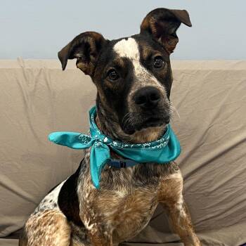 Mixed Breed Dogs Available for Adoption in Canal Winchester, Ohio - Ketchup | PetCurious