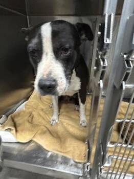 61246688 -  Pit Bull Terrier and Mixed Breed Dog for Adoption in El Paso, Texas - 61246688 | PetCurious