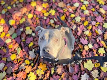 Meera -  Pit Bull Terrier Dog for Adoption in Ventura, California - Meera | PetCurious