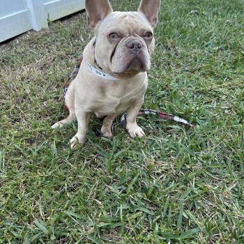 Rescue French Bulldog Dogs for Adoption in Palm Coast, Florida - Bailey | PetCurious