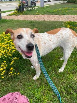 Pickles -  Mixed Breed Dog for Adoption in De Pere, Wisconsin - Pickles | PetCurious