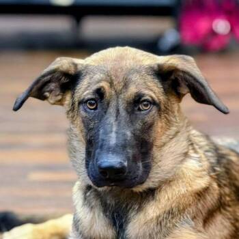 Lottie (20260915-01) -  Shepherd Dog for Adoption in Niagara Falls, Ontario - Lottie (20260915-01) | PetCurious