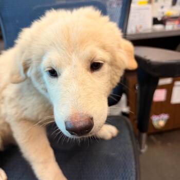 Sally Cobb -  Australian Shepherd and Great Pyrenees Dog for Adoption in Norman, Oklahoma - Sally Cobb | PetCurious