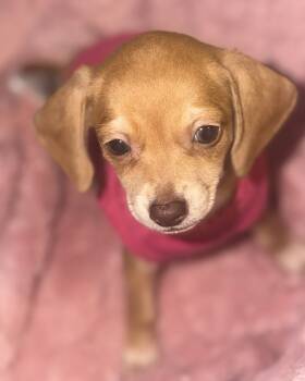 Female Chiweenies -  Dachshund Dog for Sale in Lombard, Illinois - Female Chiweenies | PetCurious