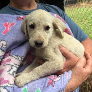 Aria -  Great Pyrenees Dog for Adoption in Sequatchie, Tennessee - Aria | PetCurious