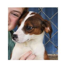 Drake -  Beagle and Border Collie Dog for Adoption in Lawrenceburg, Kentucky - Drake | PetCurious