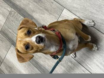 DORITO -  Beagle and Mixed Breed Dog for Adoption in Redlands, California - DORITO | PetCurious