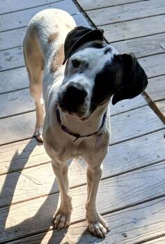 Sunshine -  Boxer Dog for Adoption in Gardiner, New York - Sunshine | PetCurious