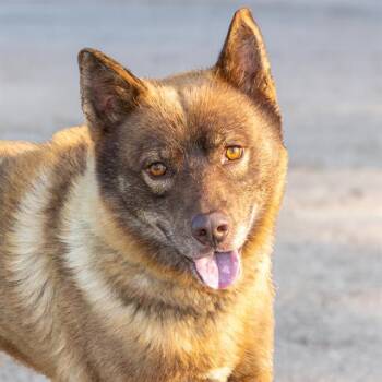 KENAI -  Siberian Husky and Mixed Breed Dog for Adoption in St. Louis, Missouri - KENAI | PetCurious