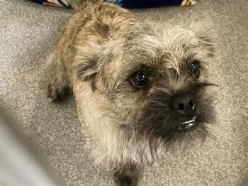 Cairn Terrier and Mixed Breed Dogs Available for Adoption - MOE | PetCurious