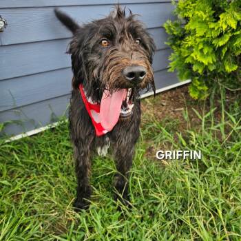Griffin -  Black Labrador Retriever and Poodle Dog for Adoption in Madisonville, Tennessee - Griffin | PetCurious