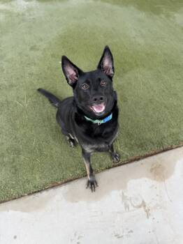 Rescue Cattle Dog Dogs for Adoption in Boulder City, Nevada - Shadow | PetCurious
