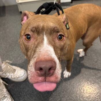 Chancla -  Mixed Breed Dog for Adoption in Allentown, Pennsylvania - Chancla | PetCurious