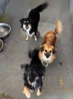 Rescue Shih Tzu Dogs for Adoption in Edna, Texas - Murphy | PetCurious