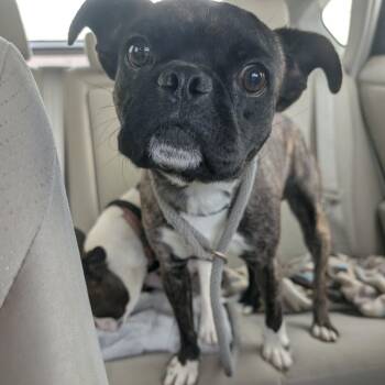 Timmy -  Boston Terrier Dog for Adoption in Boulder, Colorado - Timmy | PetCurious