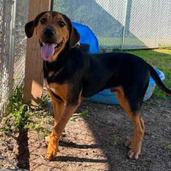 Kudzu -  Mixed Breed Dog for Adoption in Rocky Mount, Virginia - Kudzu | PetCurious