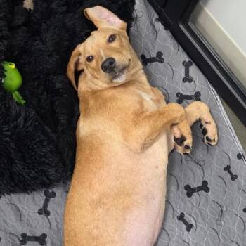 Fantasmas -  Mixed Breed Dog for Adoption in Bentonville, Arkansas - Fantasmas | PetCurious