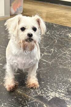 Faith -  Terrier and Mixed Breed Dog for Adoption in Cincinnati, Ohio - Faith | PetCurious