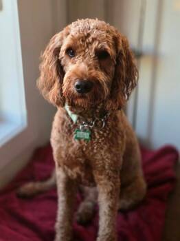 Molly -  Goldendoodle Dog for Adoption in Cambridge, Ontario - Molly | PetCurious