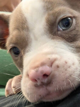 Rescue Mixed Breed Dogs for Adoption in Warren, Michigan - Vernors | PetCurious