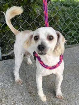 Poodle Dogs Available for Adoption - TOBY | PetCurious