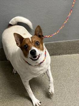 Rescue Basenji Dogs for Adoption in Las Vegas, Nevada - NOAH | PetCurious