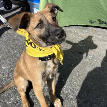 German Shepherd Dog and Catahoula Leopard Dog Dogs Available for Adoption - Trixie Elf - Local Pup | PetCurious