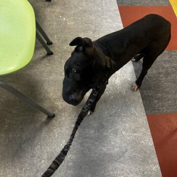 Mixed Breed Dogs Available for Adoption in Philadelphia, Pennsylvania - Eyella | PetCurious