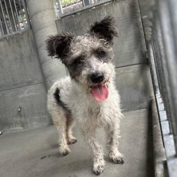 Warren -  Poodle and Terrier Dog for Adoption in Pasadena, California - Warren | PetCurious