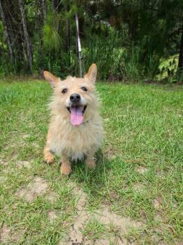 Rosebud **Foster / Foster-to-Adopt** -  Terrier Dog for Adoption in New York, New York - Rosebud **Foster / Foster-to-Adopt** | PetCurious
