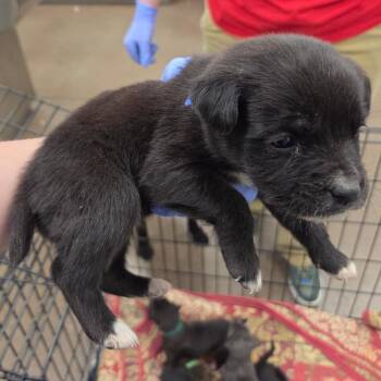 Mixed Breed Dogs Available for Adoption - Candy | PetCurious