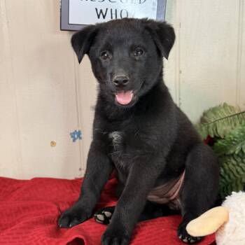 Black Labrador Retriever and Chow Chow Dogs Available for Adoption in Atlanta, Texas - Cora | PetCurious
