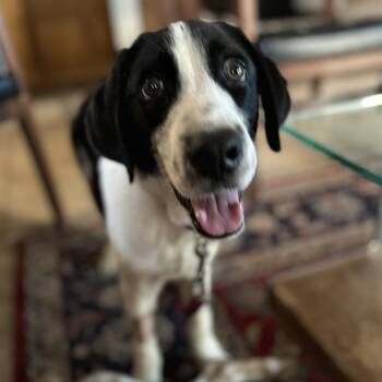 Matt -  Labrador Retriever and Border Collie Dog for Adoption in Austin, Texas - Matt | PetCurious