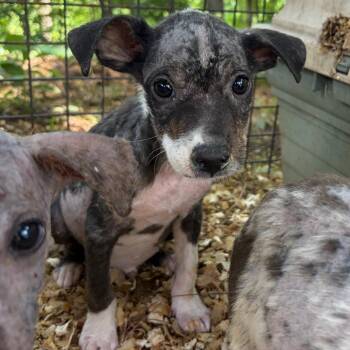 sora -  Catahoula Leopard Dog Dog Available for Adoption in Parrish, Alabama - Sora | PetCurious