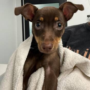 Crystal -  Chihuahua and Miniature Pinscher Dog for Adoption in Abilene, Texas - Crystal | PetCurious