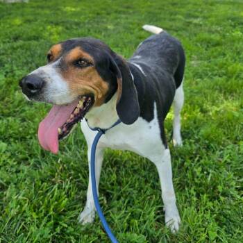 Rosie -  Coonhound and Mixed Breed Dog for Adoption in Columbia, Missouri - Rosie | PetCurious