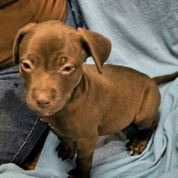 Bean -  Mixed Breed Dog for Adoption in Dekalb, Illinois - Bean | PetCurious