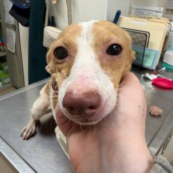 Fry Kids -  Dachshund Dog for Adoption in Pekin, Illinois - Fry Kids | PetCurious